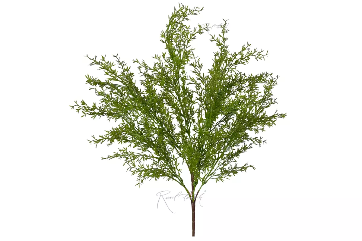 Asparagus Umbellatus - green