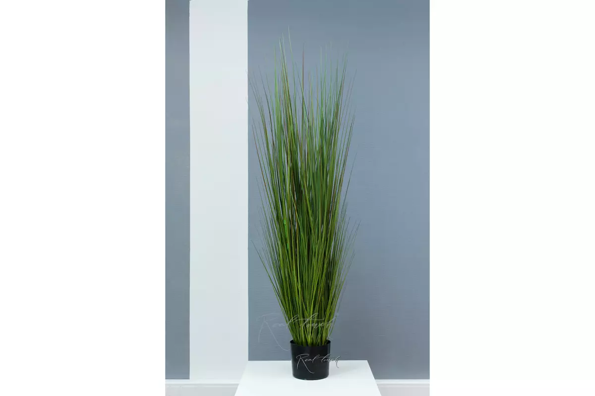 High grass with thin leaves  in a pots 150cm - Dark green  (special offer)