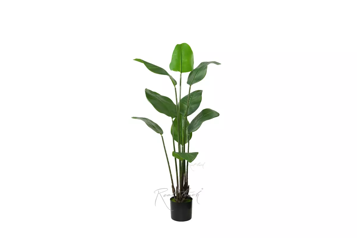 Strelitzia Nicolai Wild banana bush 130 cm - green