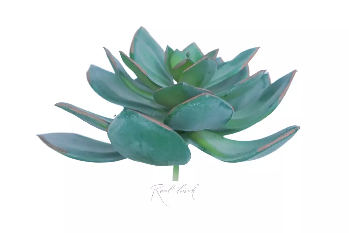 Eheveria kid - light green