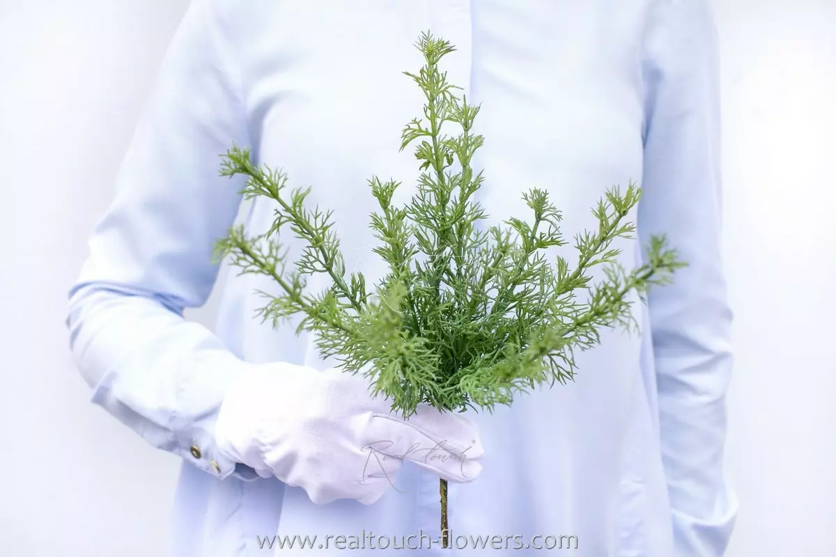 Fennel - blue green