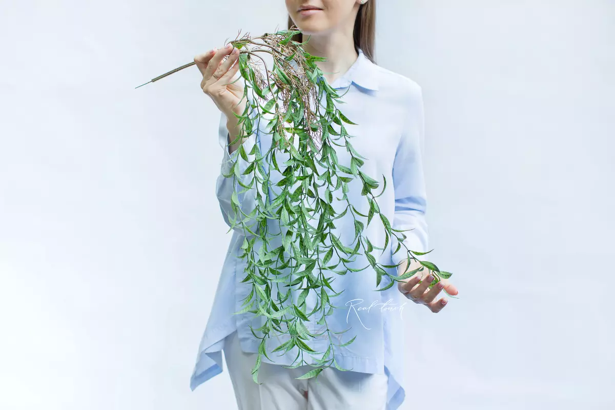 Willow of babylon - green