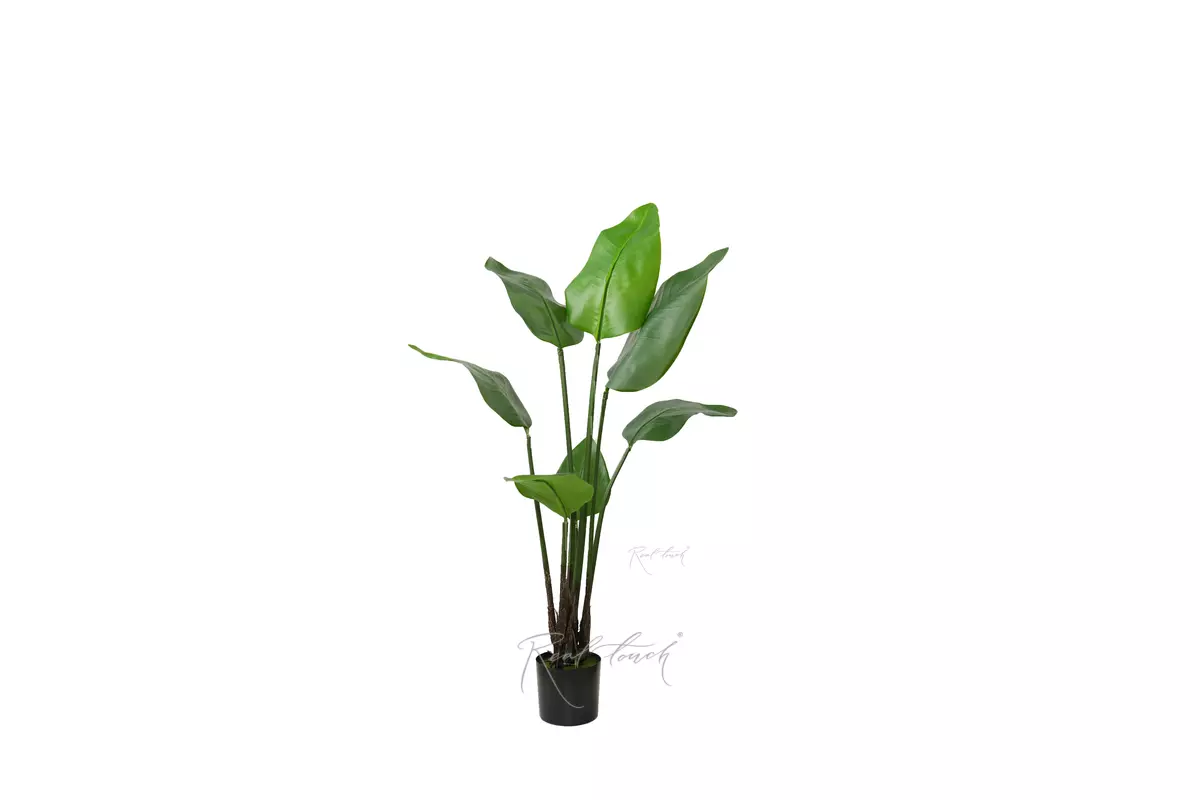 Strelitzia Nicolai Wild banana bush 108 cm - green