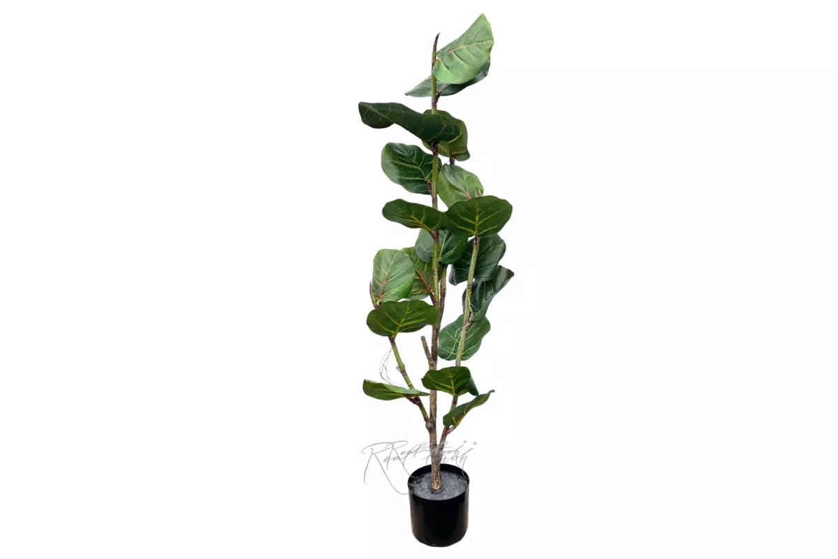 Coccoloba Seagrape tree 1.2m - green Coccoloba Seagrape tree 1.2m - green