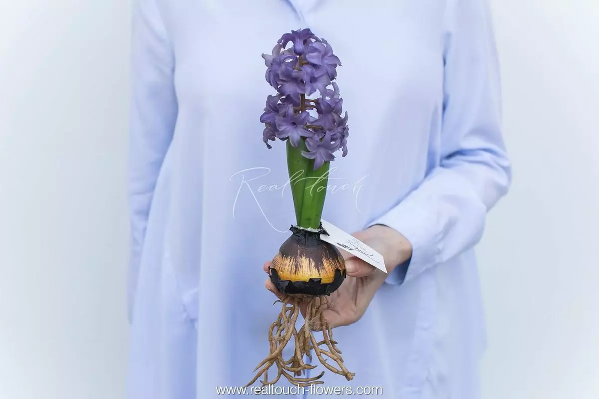 Hyacinth open with bulb - purple  (special offer)
