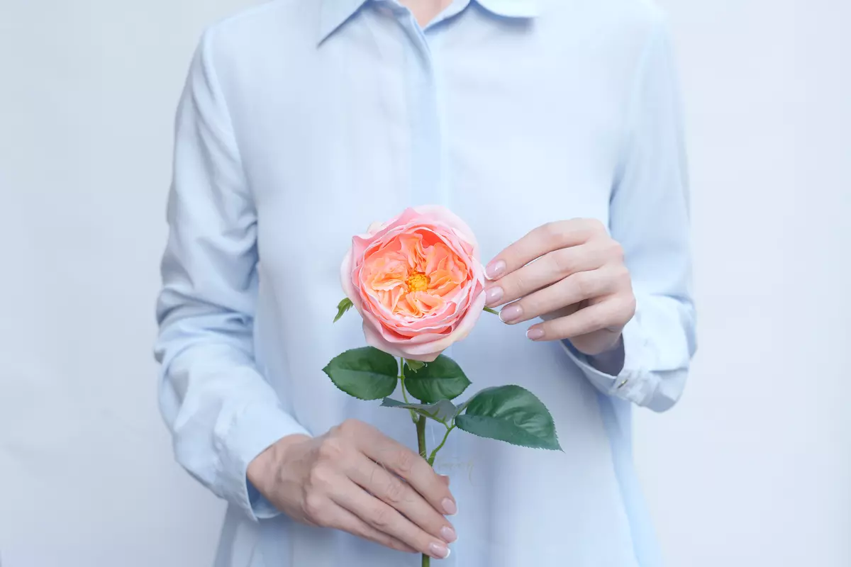 Rose David Austin The Pilgrim small - peach pink