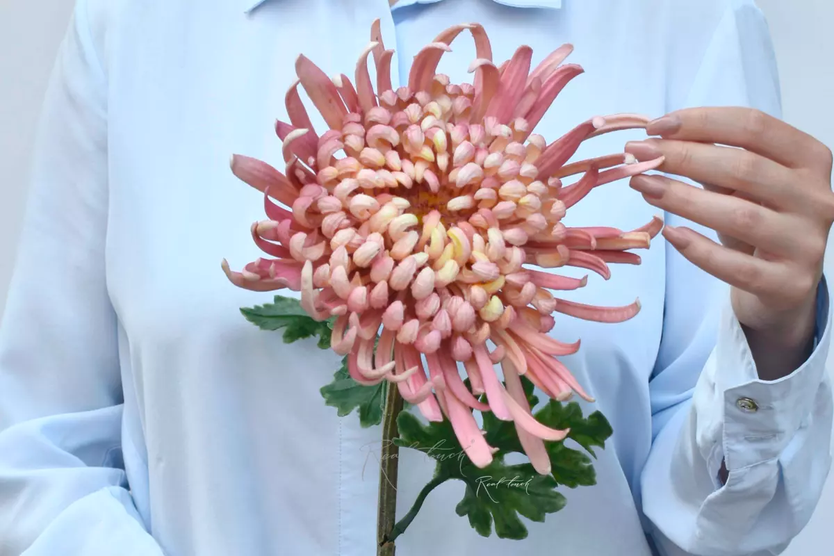 Chrysanthemum Swan Song - pink