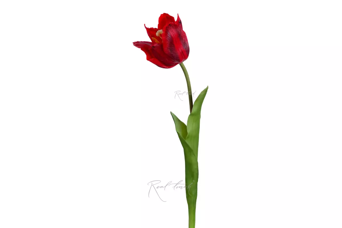 Lily-flowered tulip 48cm - red