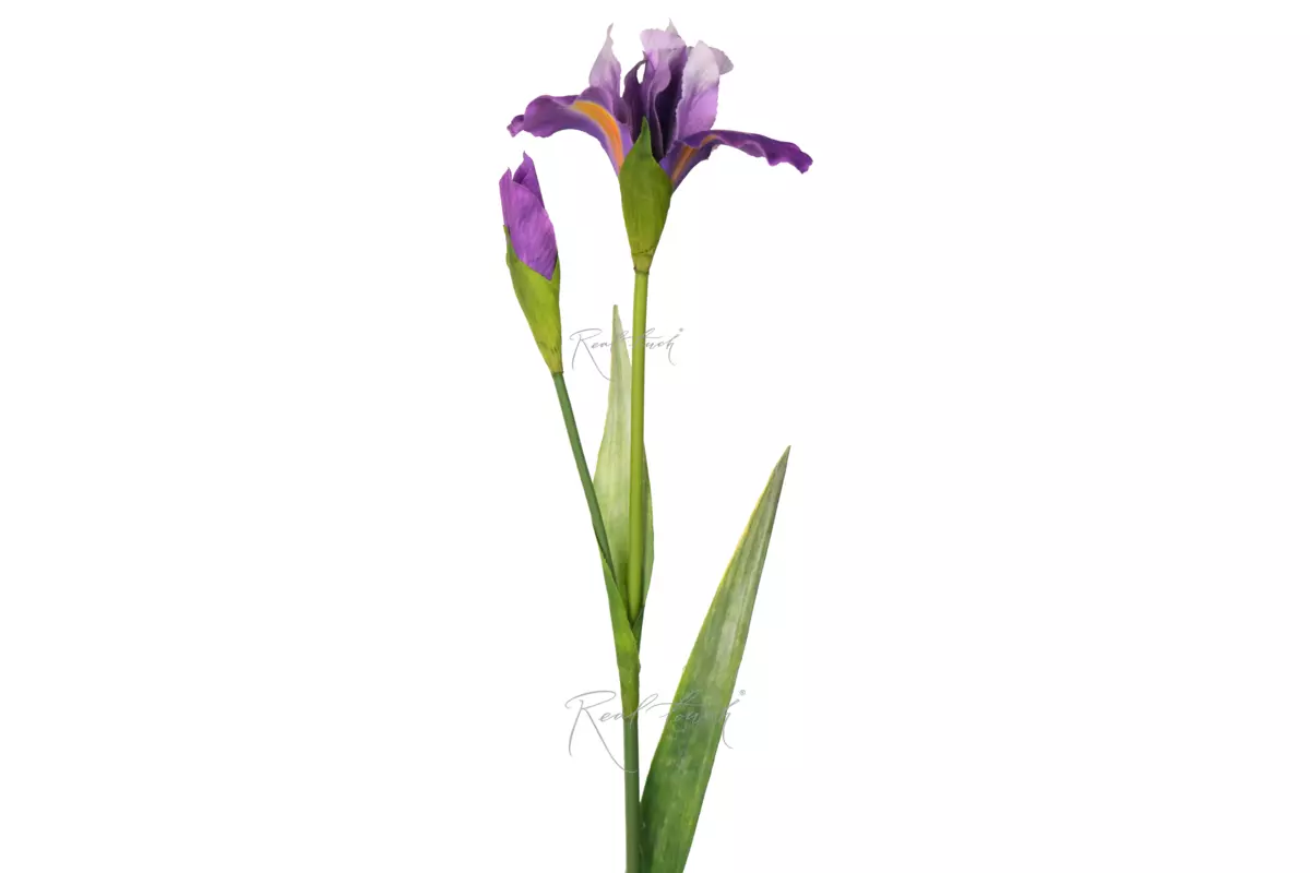 Iris 2 branches 74cm - purple