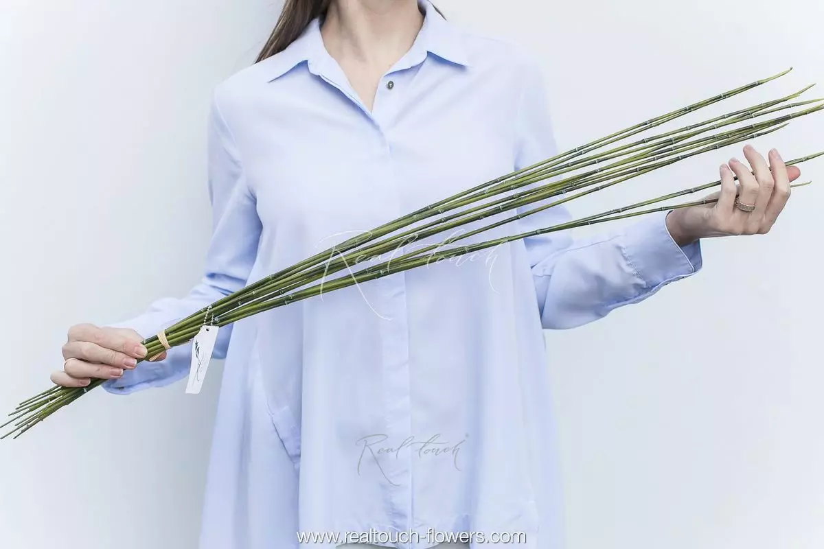 A bunch of long bamboo - green