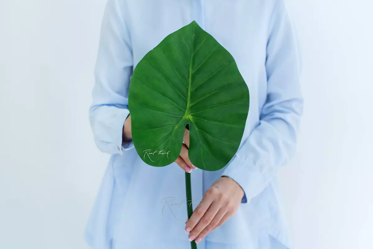 Alocasia leaf 80cm - green