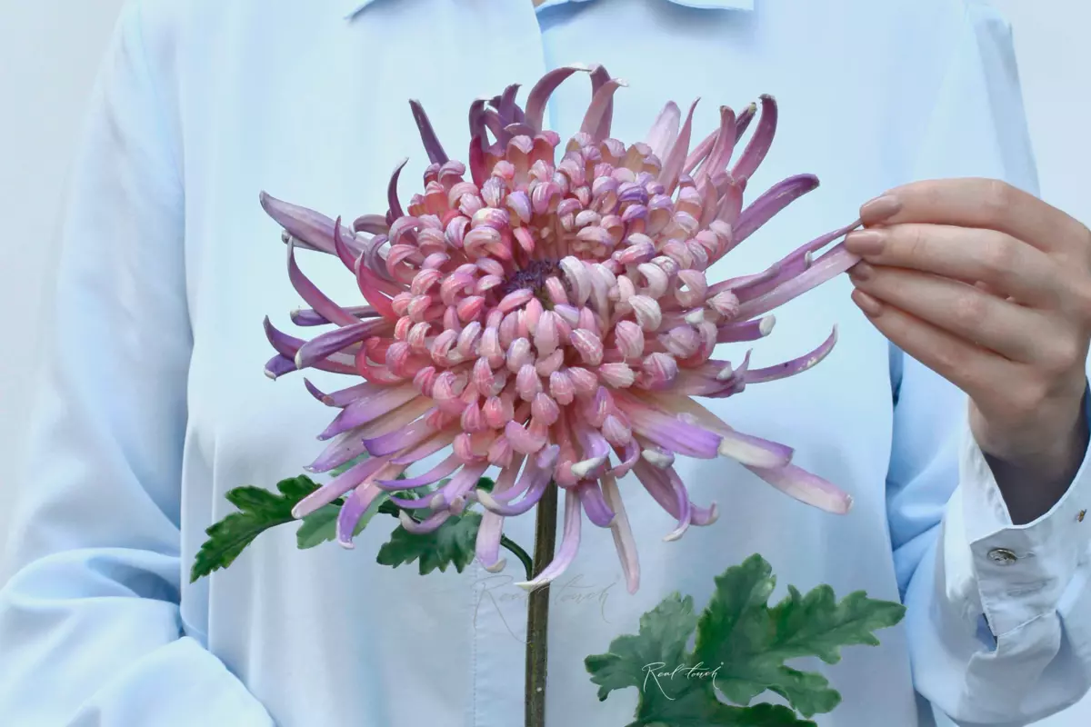 Chrysanthemum Swan Song - lilac