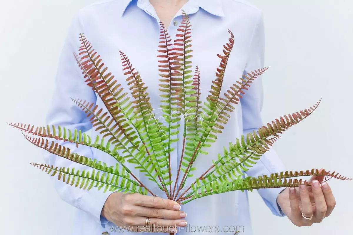 Nephrolepis Green Lady (Greenery 2) - red