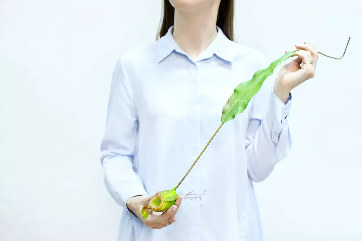 Nepentes baby - green