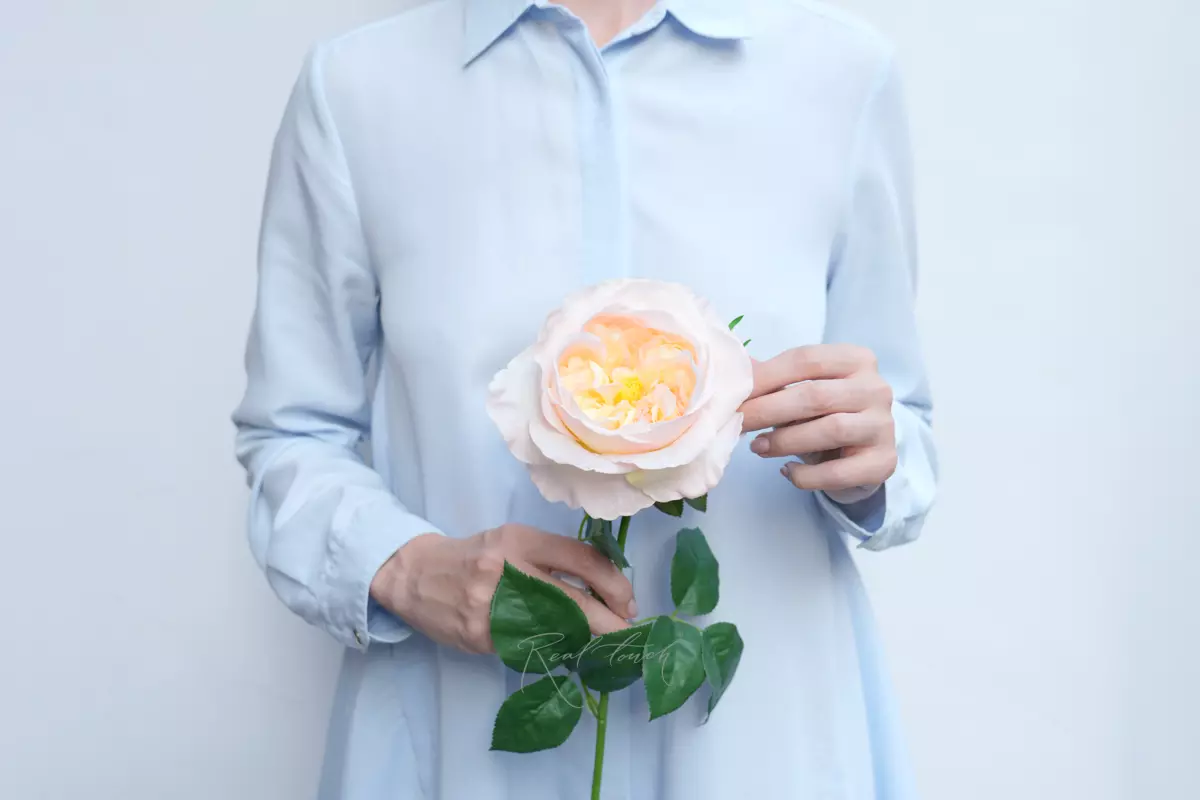 Rose David Austin The Pilgrim large - Light peach