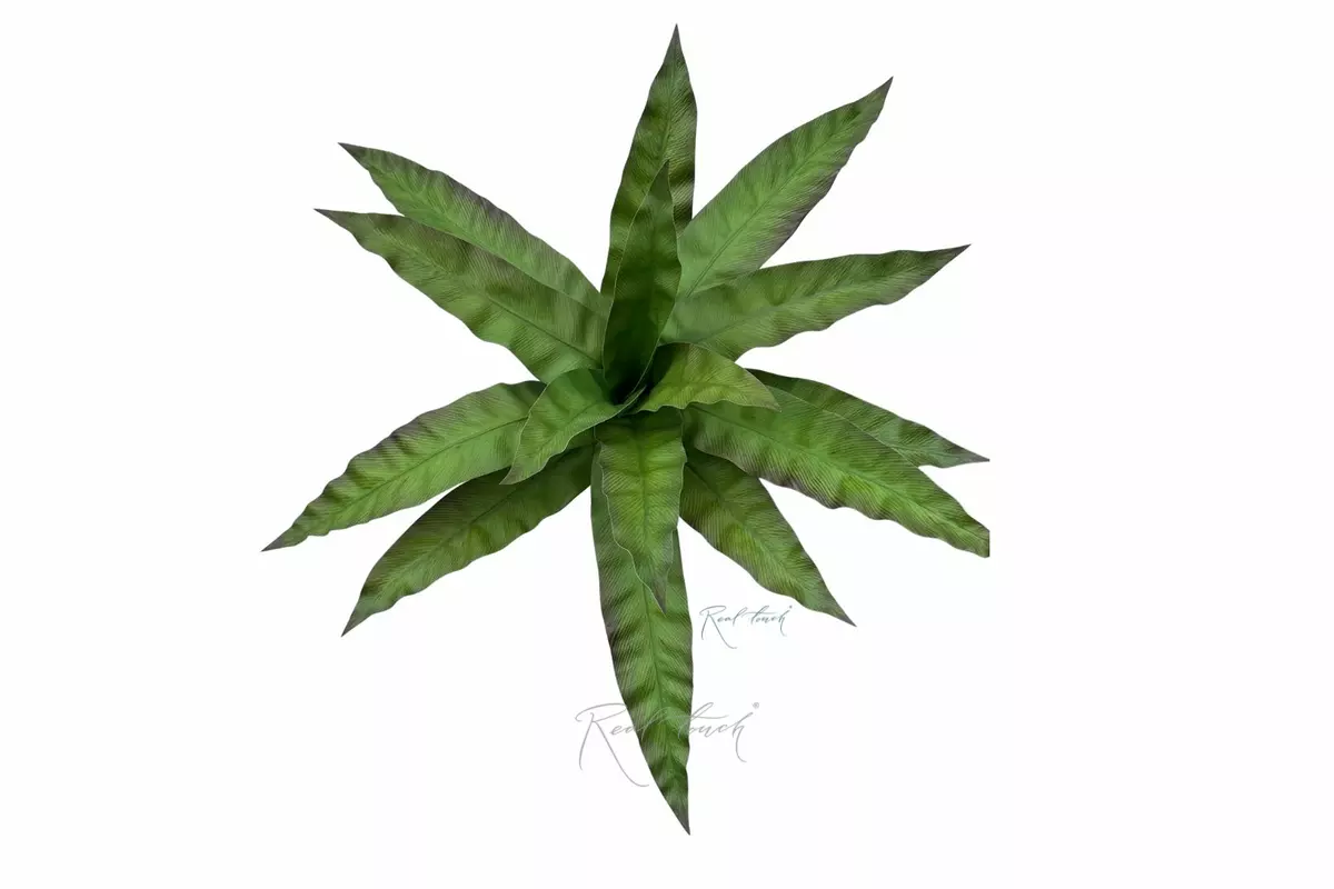 Asplenium Bush 15 Leaves - Red green Asplenium Bush 15 Leaves - Red green