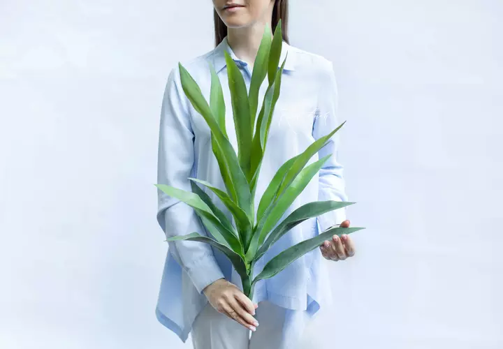 Vriezia high - green