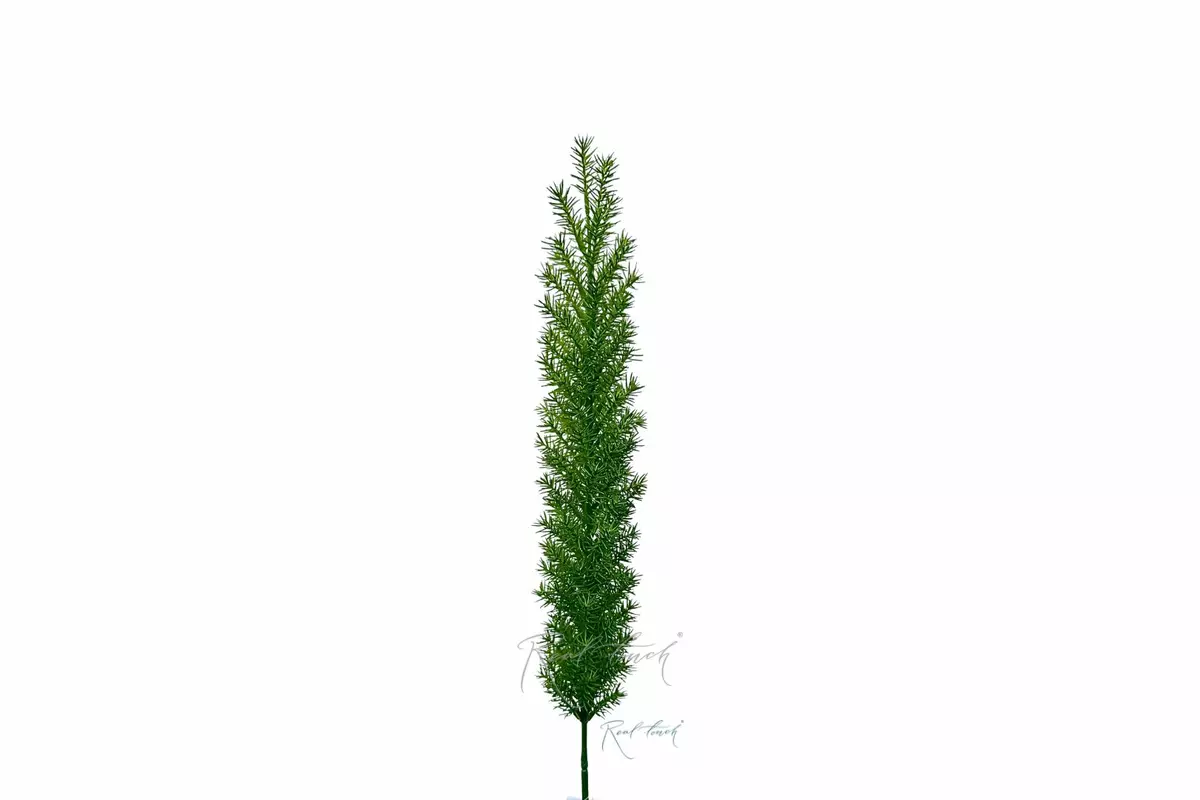 Asparagus Meyer 72cm - green