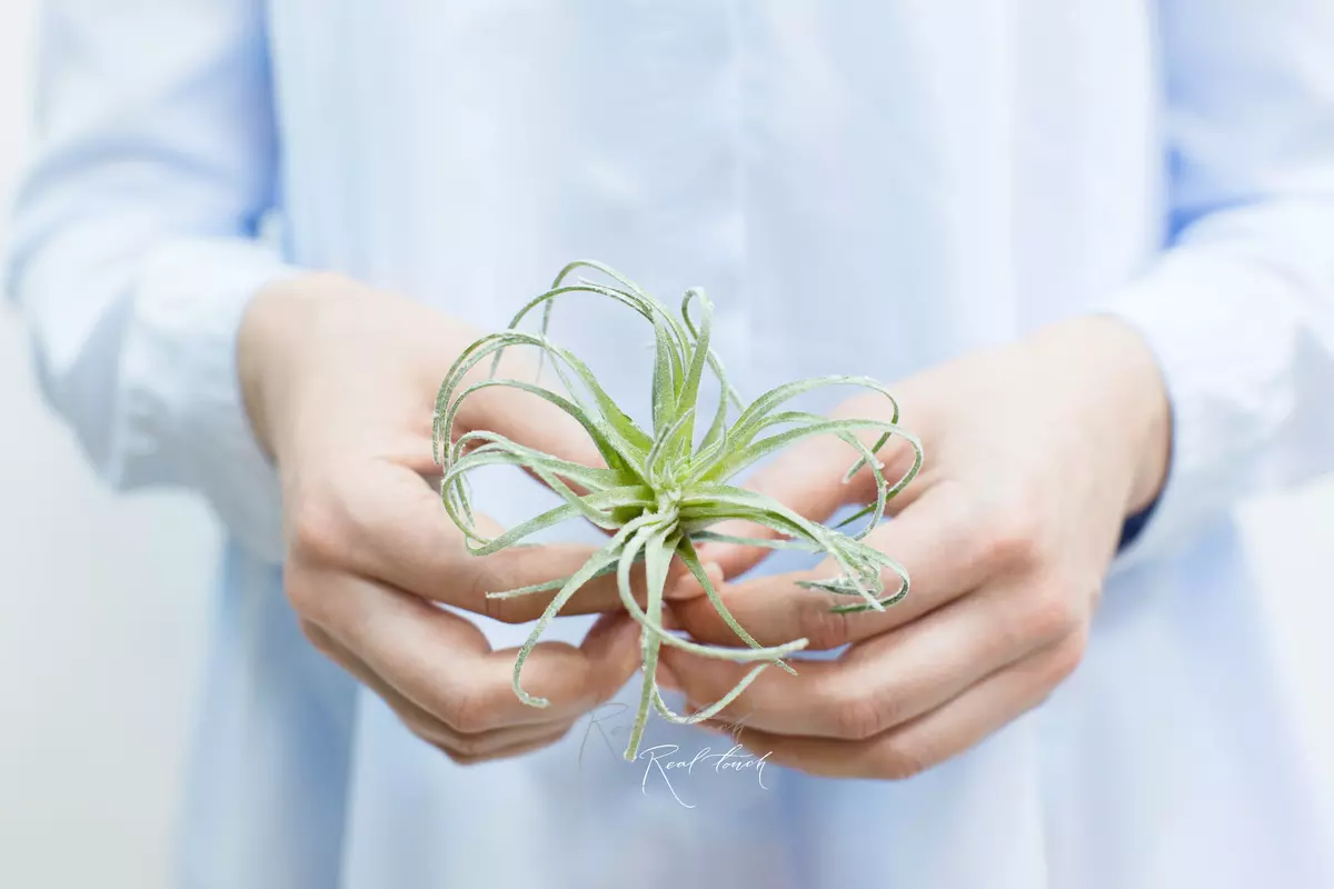 Tillandsia Oaxacana - dusty green