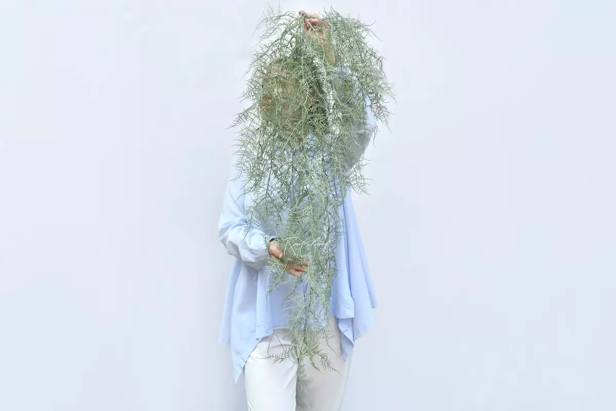 Asparagus benuissimus - dusty green