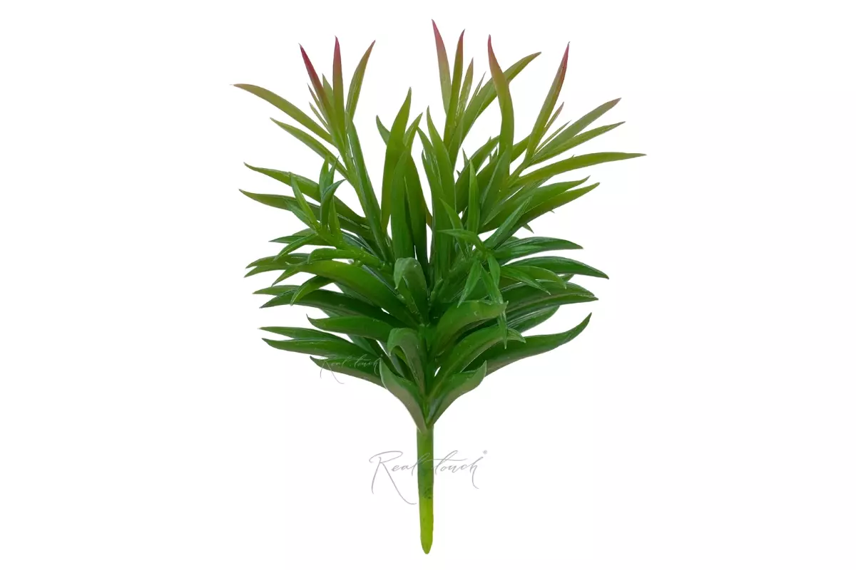  Senecio archeri - green