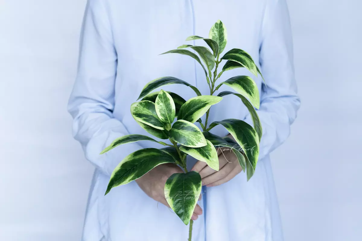 Ficus branch Samantha - white green