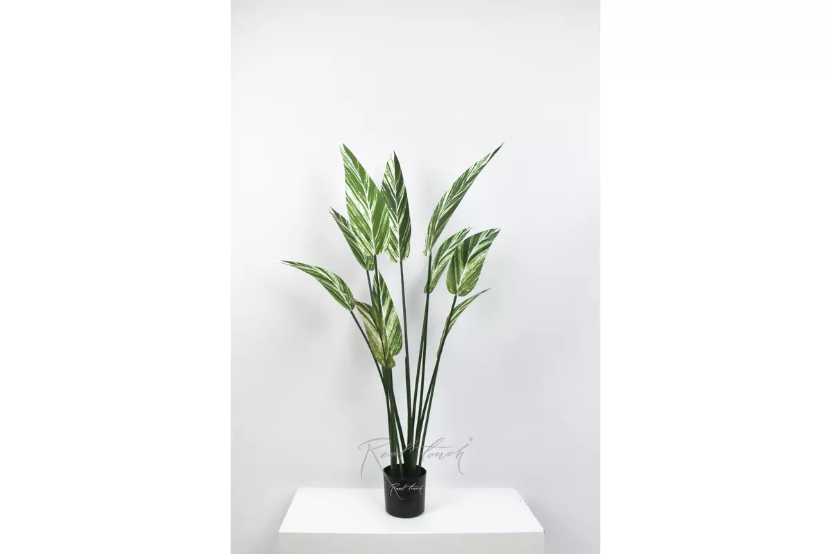 Strelitzia variegated 110cm - white green
