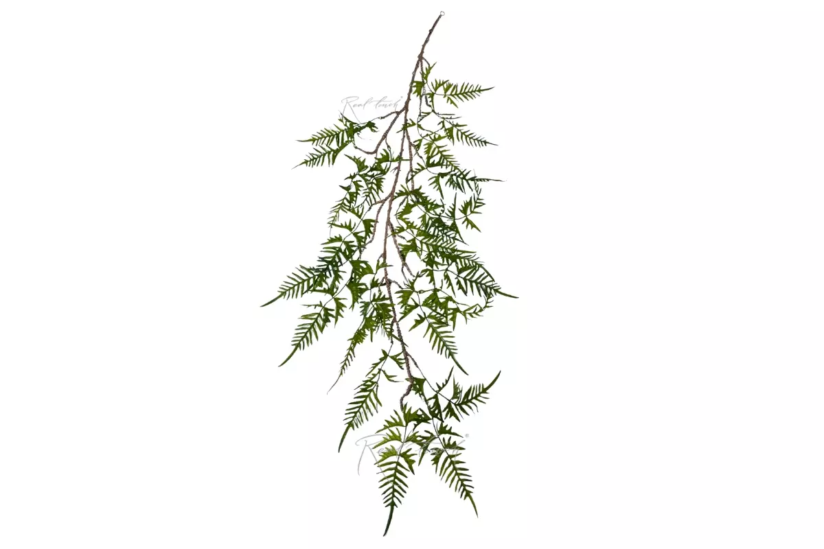 Onoclea on a lignified stem new - green