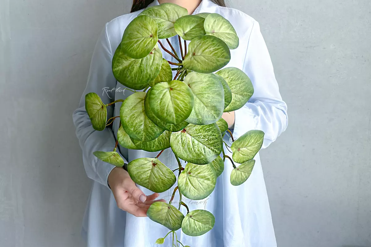 Peperomia bush long - light green