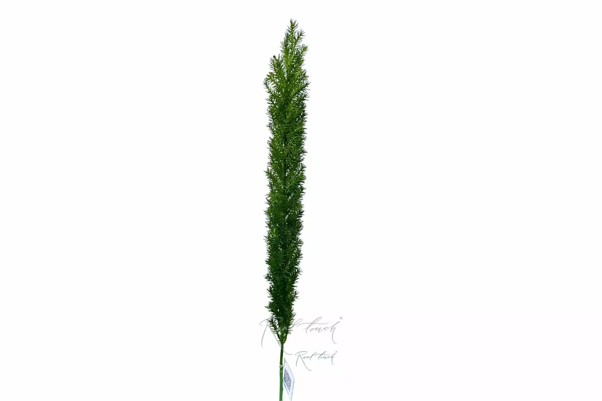 Asparagus Meyer 84cm - green