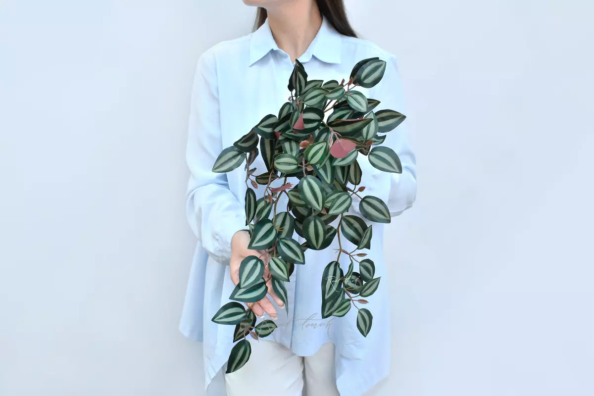 Long Zebrina bush - green