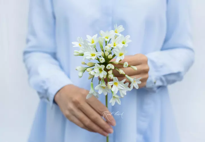 Agapanthus - white