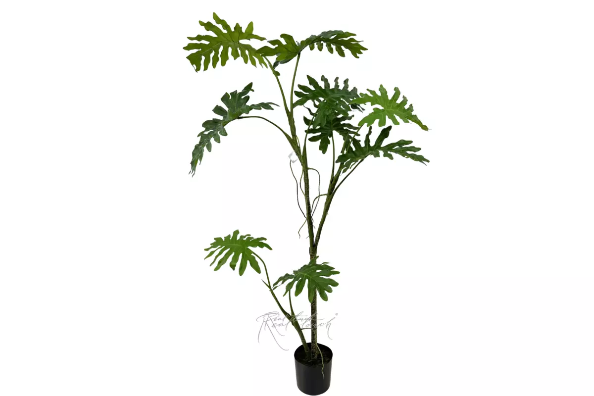Philodendron biconvex liana 200cm in a planter - green