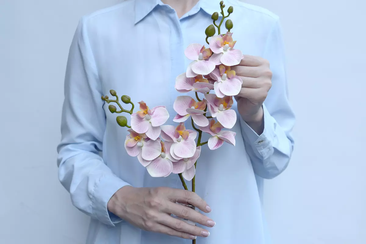 Phalaenopsis small orchid (type 3) - pink