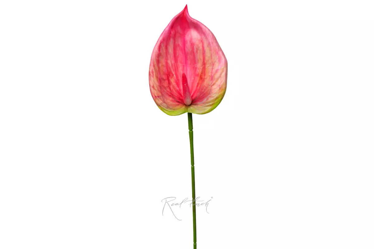 Anthurium 3D - pink