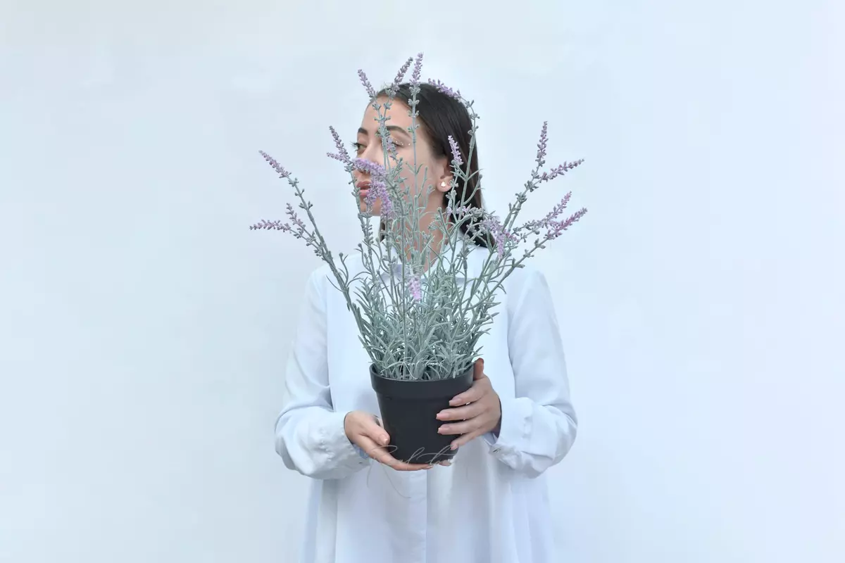 Broad-leaved lavender in a pot - purple