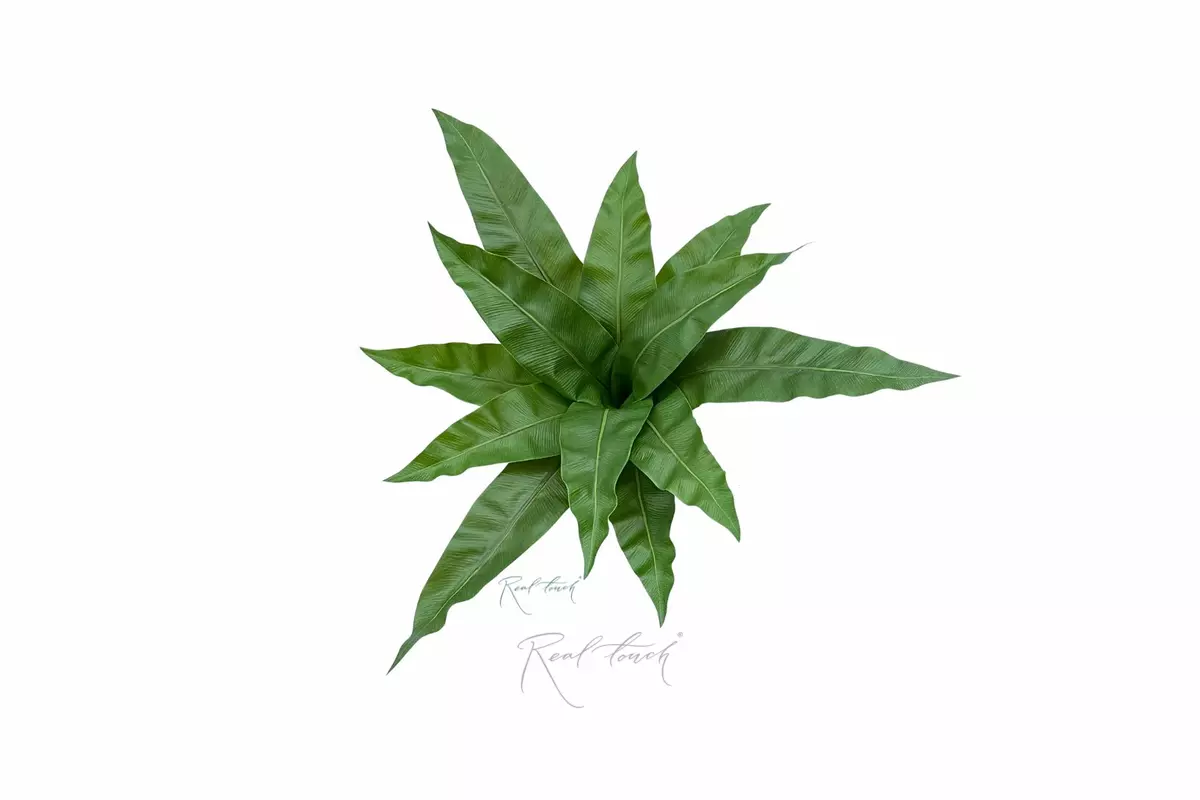 Asplenium bush Bush 12 Leaves - green Asplenium bush Bush 12 Leaves - green