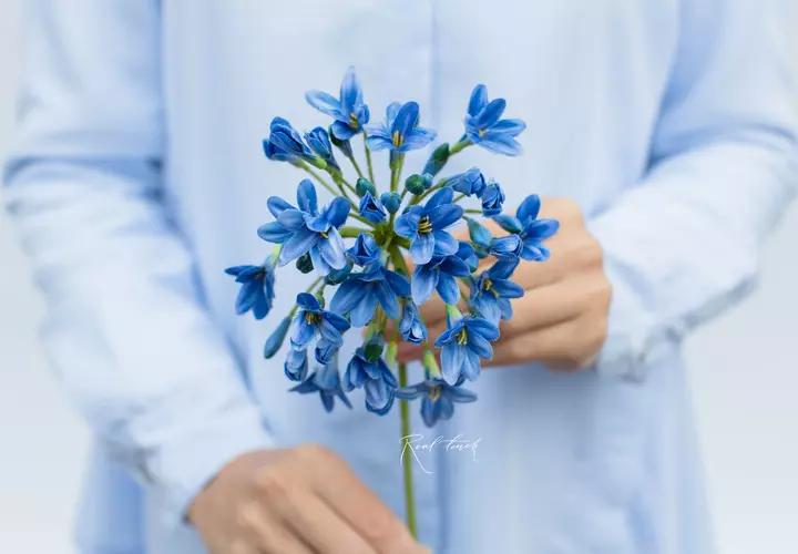 Agapanthus - blue