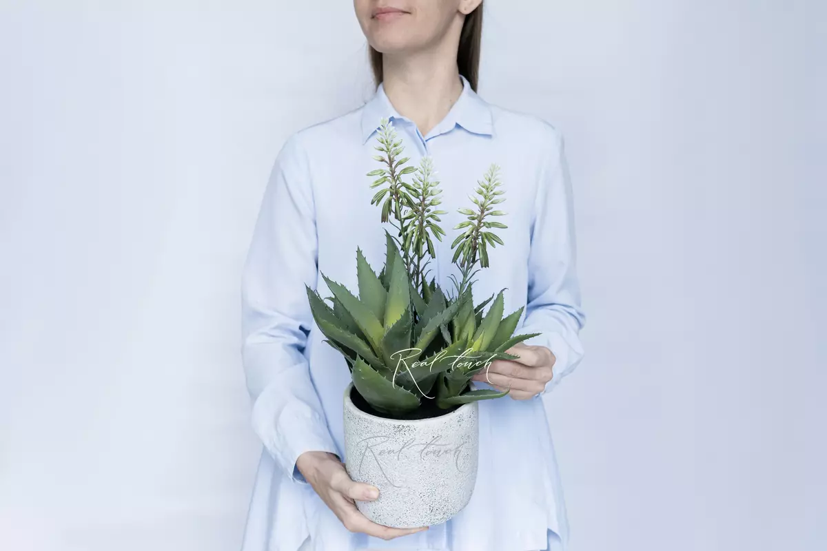 Blooming Aloe  - green