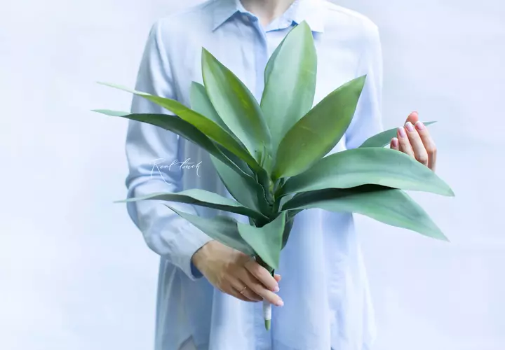 Vriezia medium - green