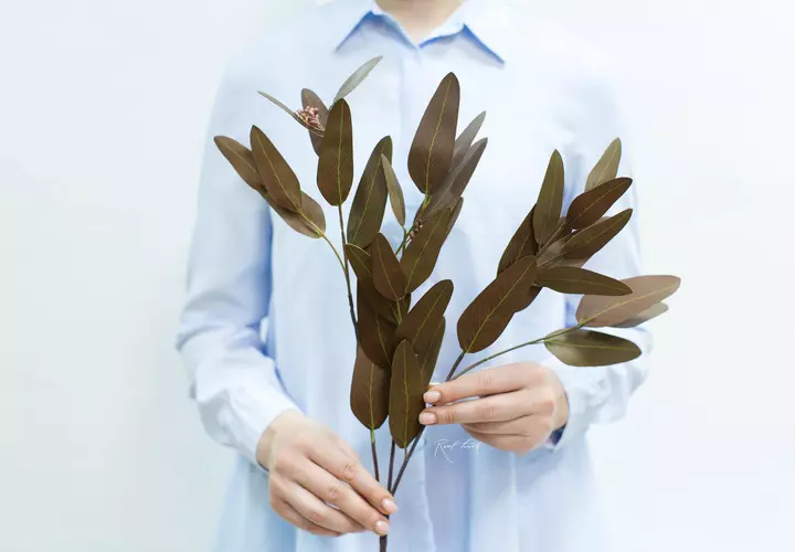 Eucalyptus Populus - Brown