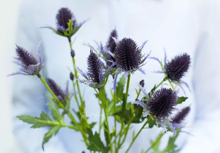 Eringium Supernova - dark purple