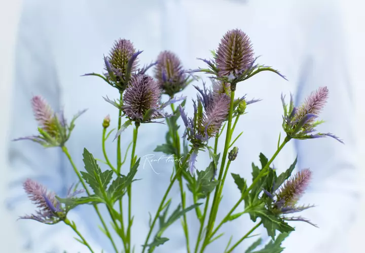 Real Touch Eriygium Supernova Sea Holly Flowers - smoky lilac