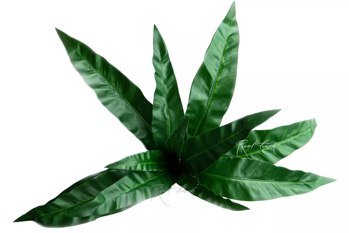 Asplenium bush 12 leaves - green Asplenium bush 12 leaves - green