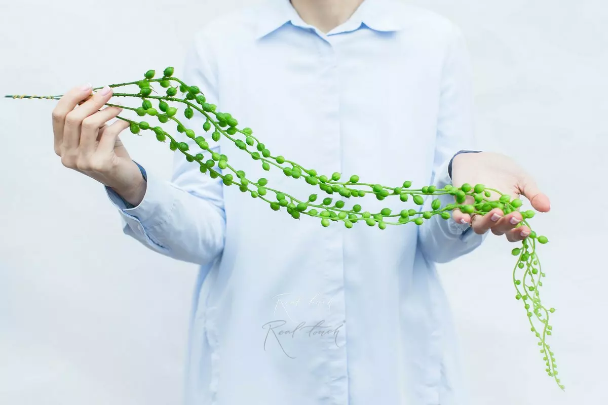 Succulent Senezio (strings of pearls) - green
