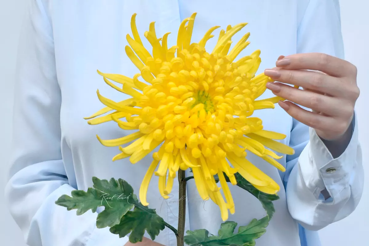 Chrysanthemum Swan Song - yellow