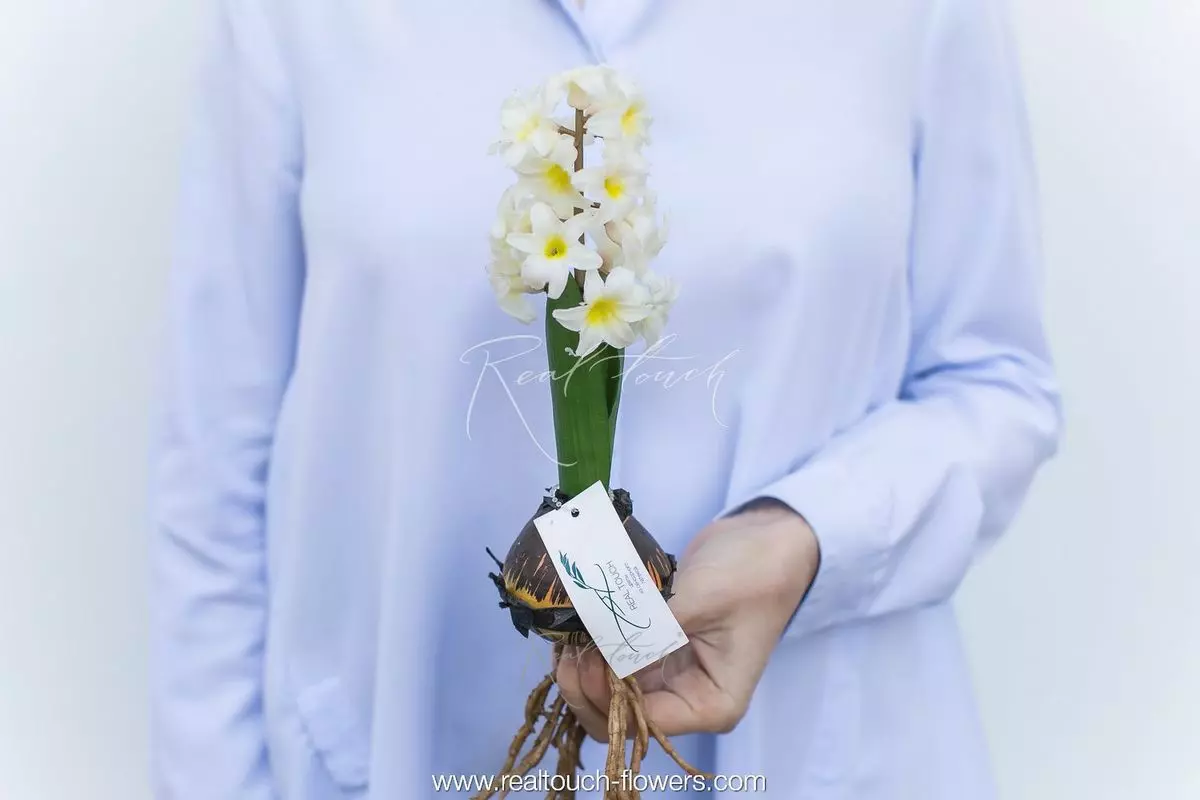 Hyacinth open with bulb - white