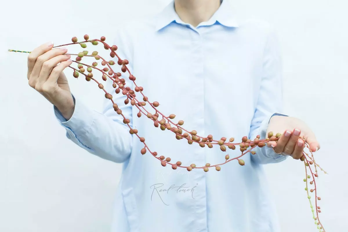 Succulent Senezio (strings of pearls) - red