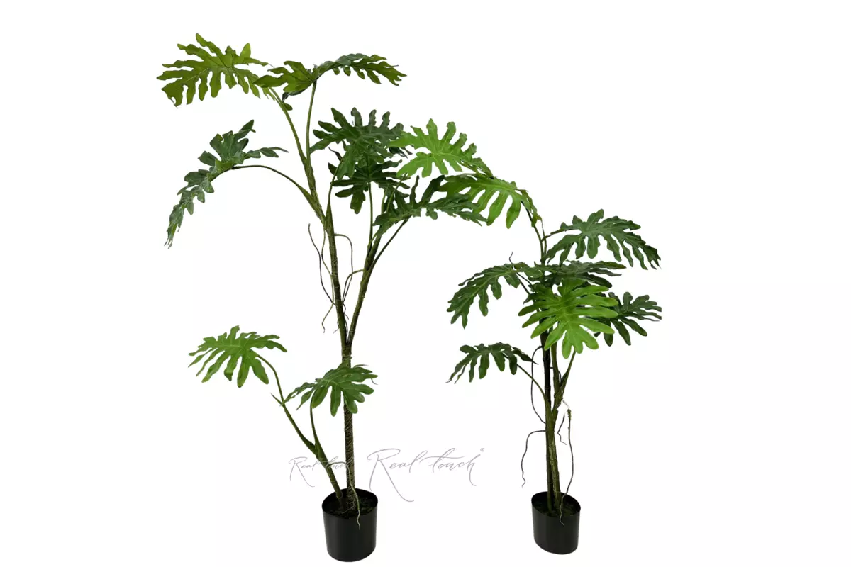 Philodendron biconvex liana 168cm in a planter - green