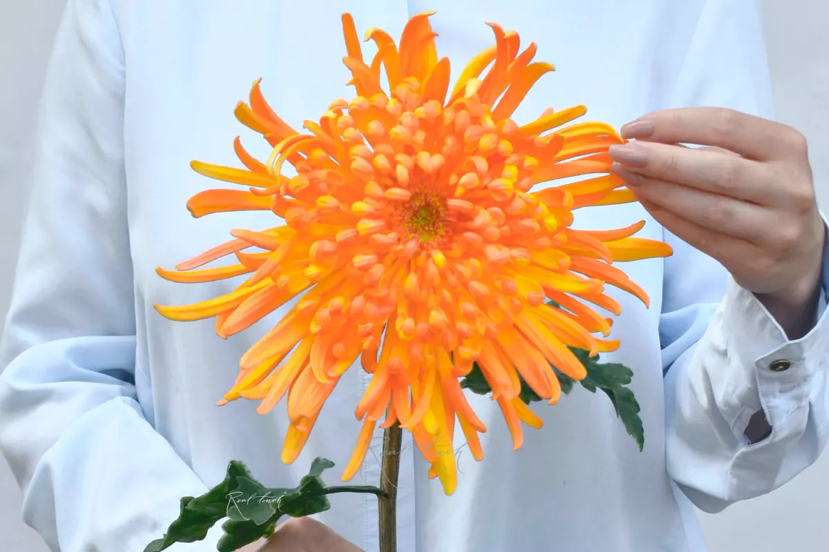 Chrysanthemum Swan Song - orange